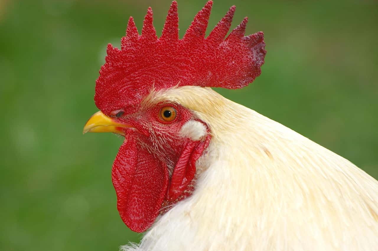 Çiftlikköy Su Kaçağı Tespiti